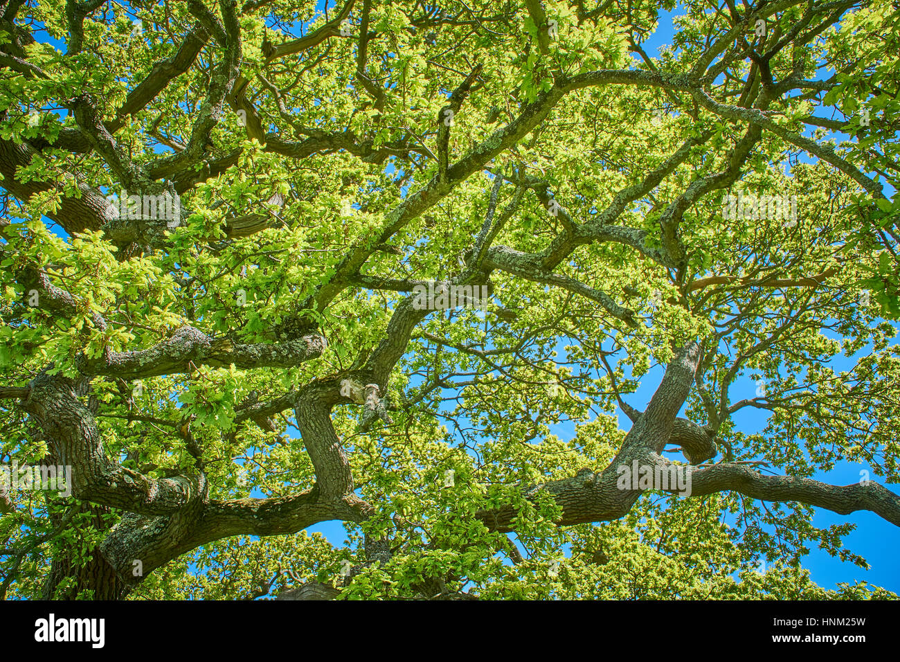 Guardando in alto nella tettoia di una quercia in primavera Foto Stock
