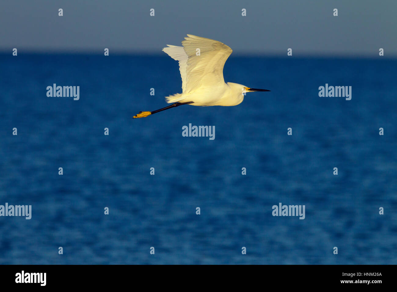 Nevoso Egretta garzetta thuja in volo la spiaggia di Fort Myers costa del Golfo della Florida USA Foto Stock