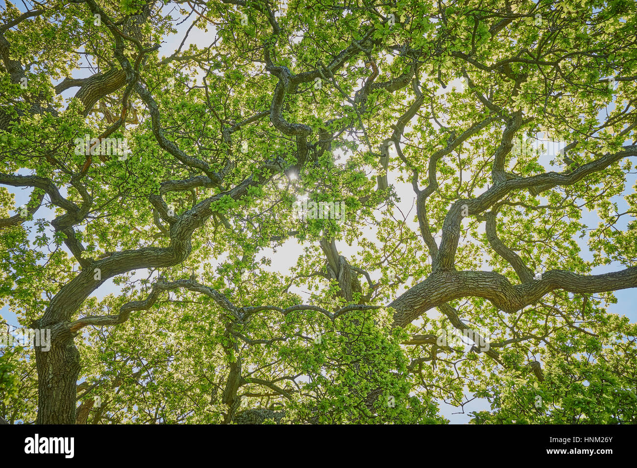 Ricerca in un albero di quercia tettoia in primavera Foto Stock