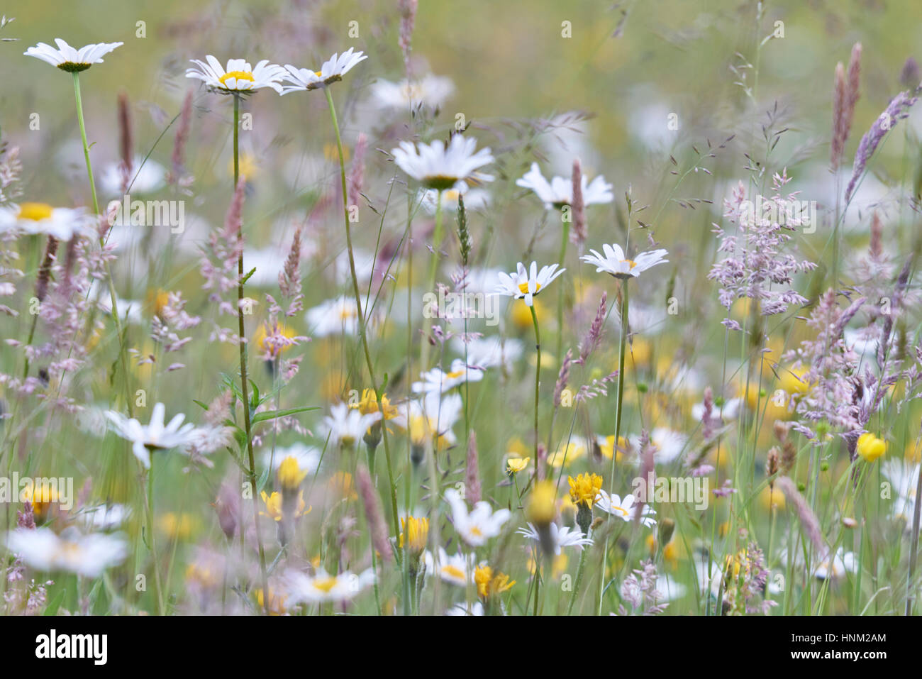 Wild ai fiori di fieno prato in Sussex Weald elevata Foto Stock