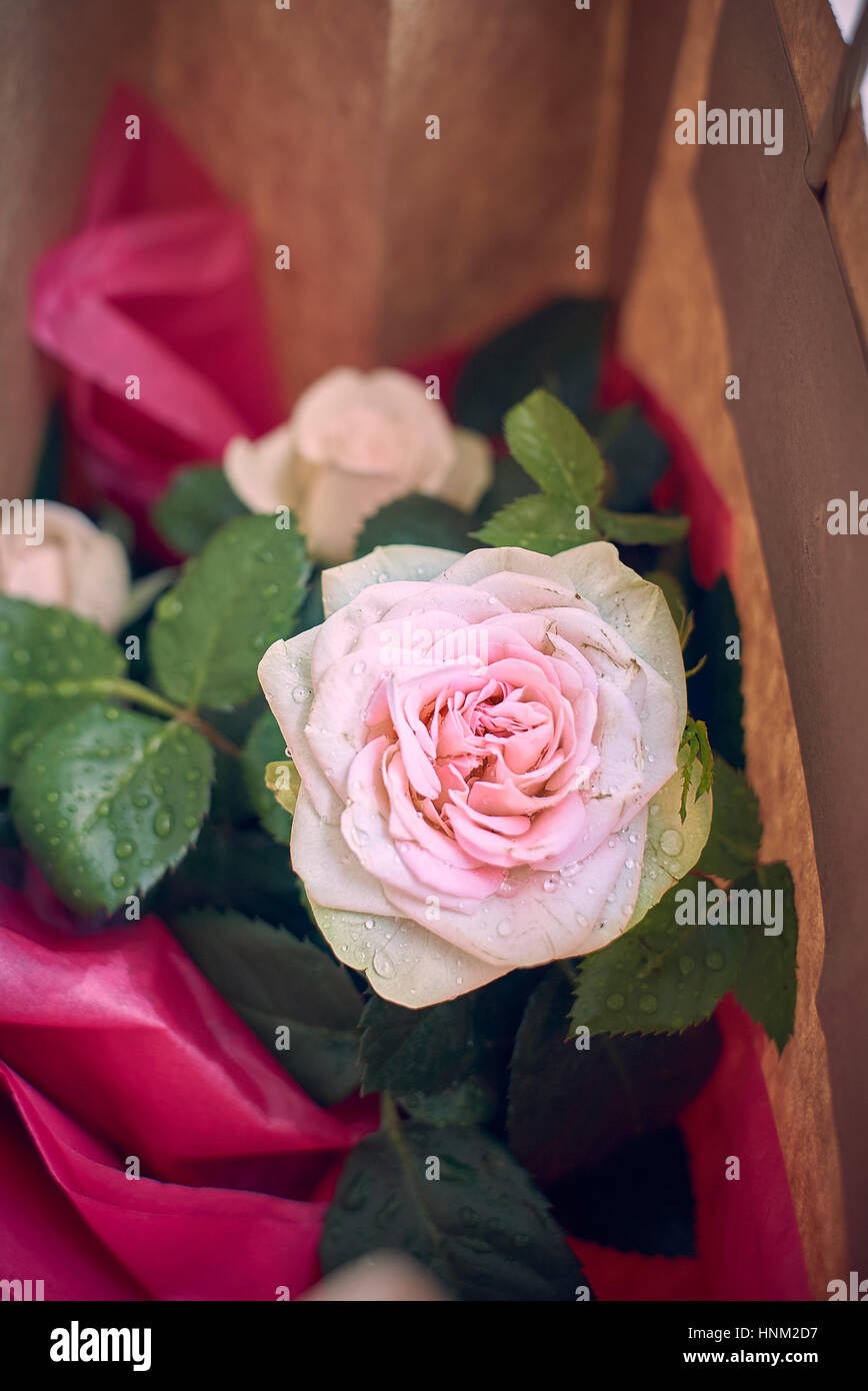Un polveroso rosa rose in miniatura in un sacchetto di carta avvolto come un presente Foto Stock