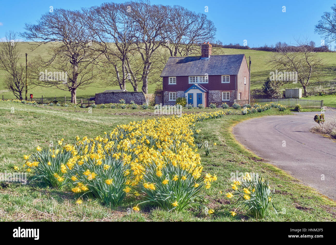 La deriva di narcisi che conduce al cottage di campagna in primavera Foto Stock