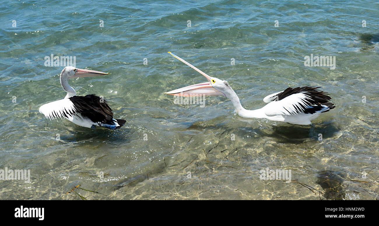 Australian pellicani (Pelecanus conspicillatus) liti, Greenwell Point, South Coast, Nuovo Galles del Sud, Australia Foto Stock