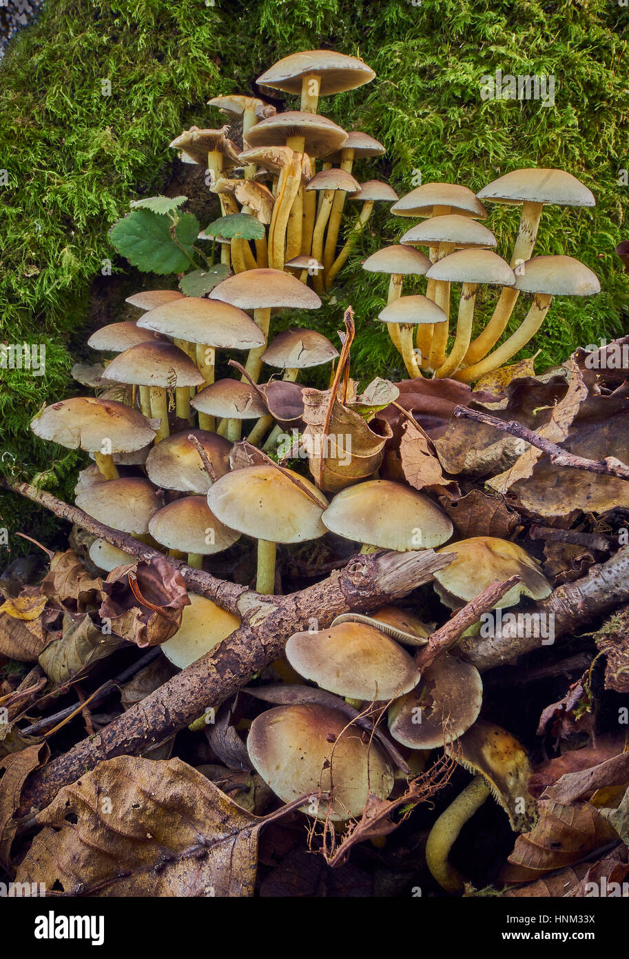 Un gruppo di toadstools crescente sul suolo della foresta Foto Stock