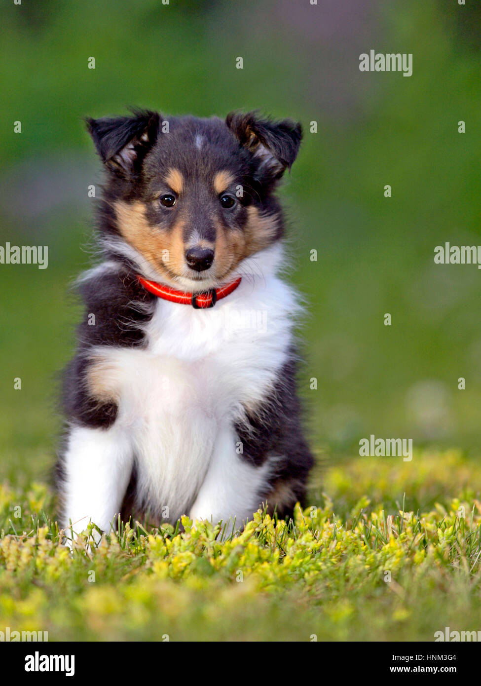 Shetland Sheepdog Cucciolo , poche settimane vecchio seduto sull'erba Foto Stock