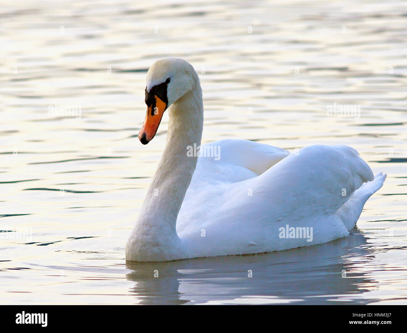Cigno nuotare nel lago, guardando, avviso. Foto Stock
