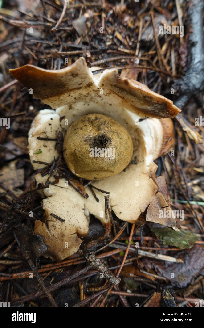 Earthstar a collare (Geastrum triplex) Geastrales, earthstar sul suolo della foresta, Spagna. Foto Stock