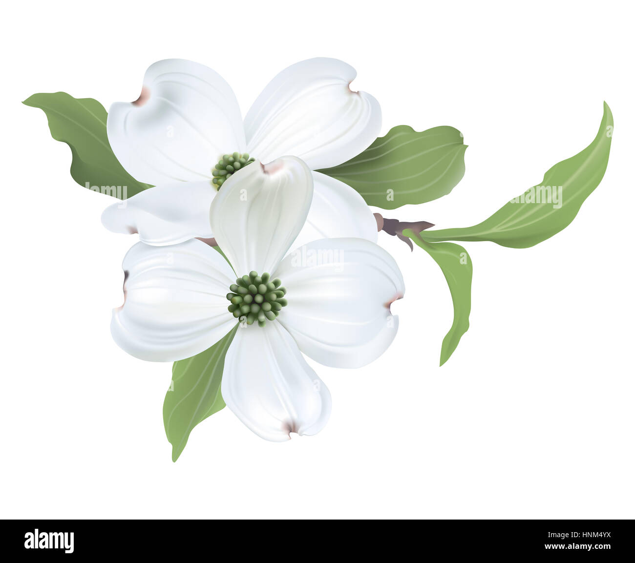 White Sanguinello (Cornus florida) fiori - Illustrazione Digitale su sfondo bianco. Foto Stock