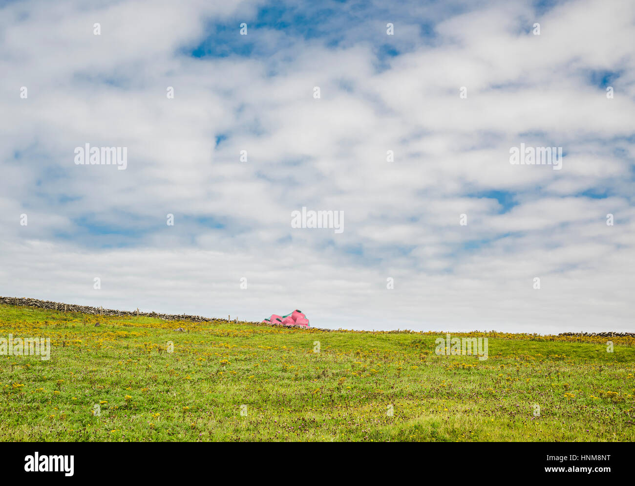 Rosa di balle di insilato in un campo che contrastano con il verde del prato e pezzata cielo di Clogher, penisola di Dingle, nella contea di Kerry, Irlanda Foto Stock