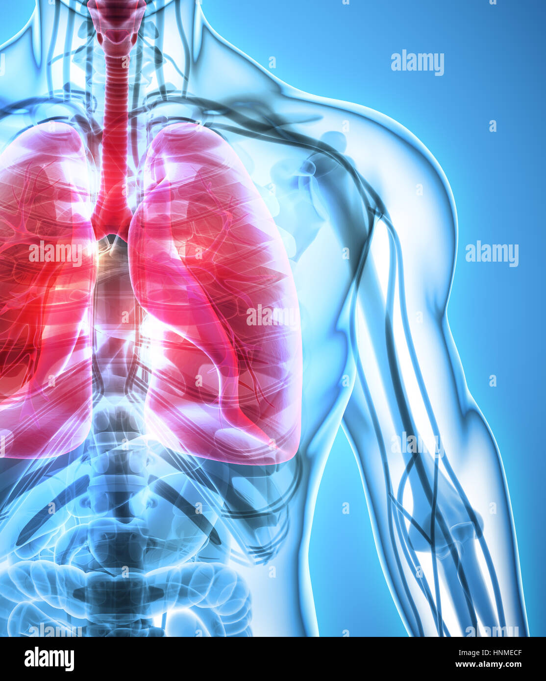 3D illustrazione dei polmoni - parte di organico umano. Foto Stock