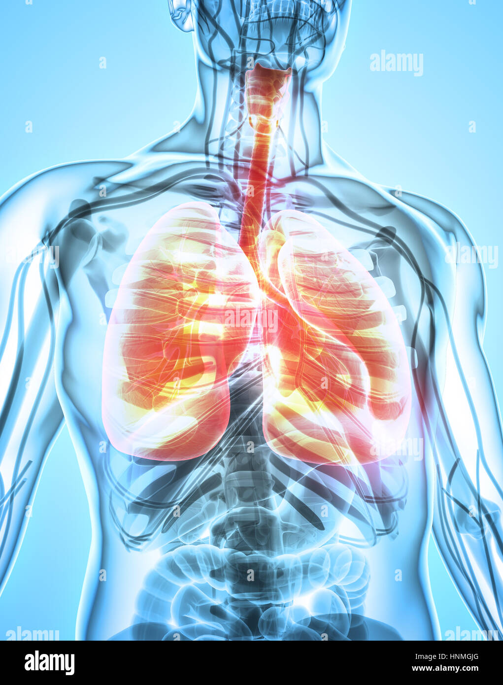 3D illustrazione dei polmoni - parte di organico umano. Foto Stock