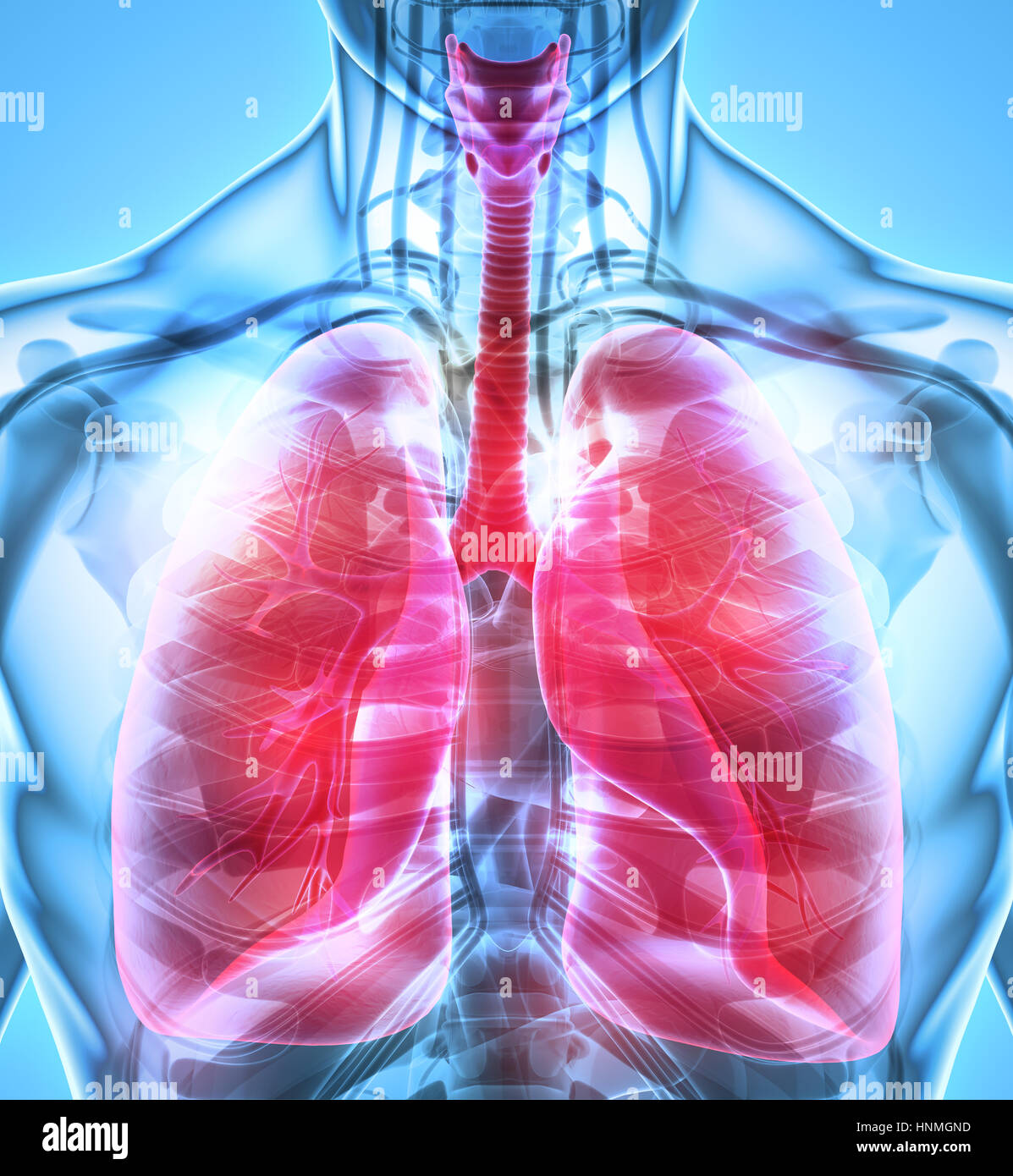 3D illustrazione dei polmoni - parte di organico umano. Foto Stock