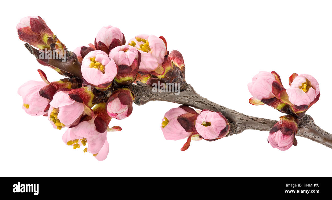 Fioriture primaverili - albero della mela fiori isolati su bianco Foto Stock