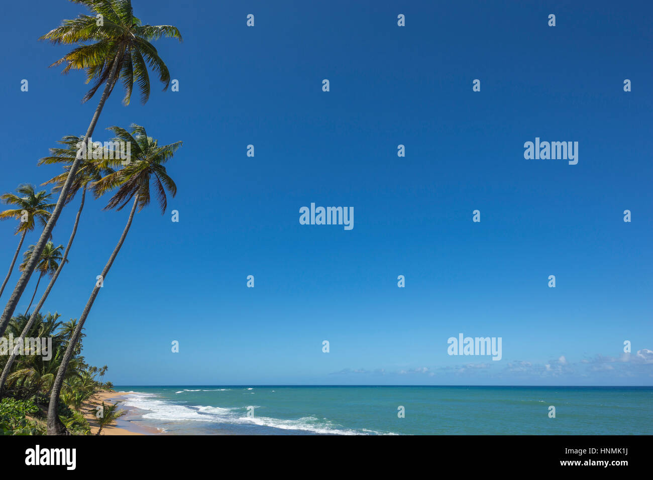 Alte PALME PLAYA PINONES BEACH LOIZA PUERTO RICO Foto Stock