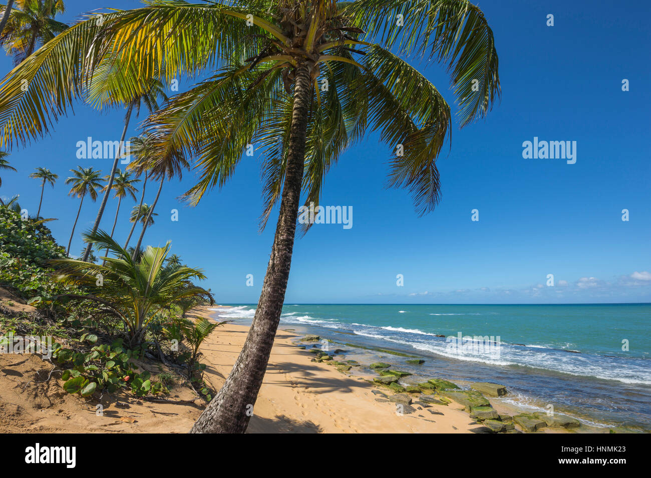 PALM TREE PLAYA PINONES BEACH LOIZA PUERTO RICO Foto Stock