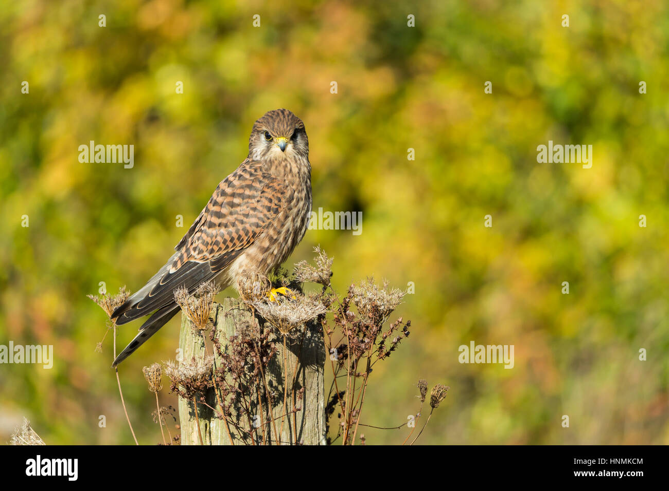Comune di Gheppio Falco tinnunculus (prigioniero), capretti, appollaiato sul palo da recinzione, Hawk Conservancy Trust, Hampshire, Regno Unito nel mese di novembre. Foto Stock