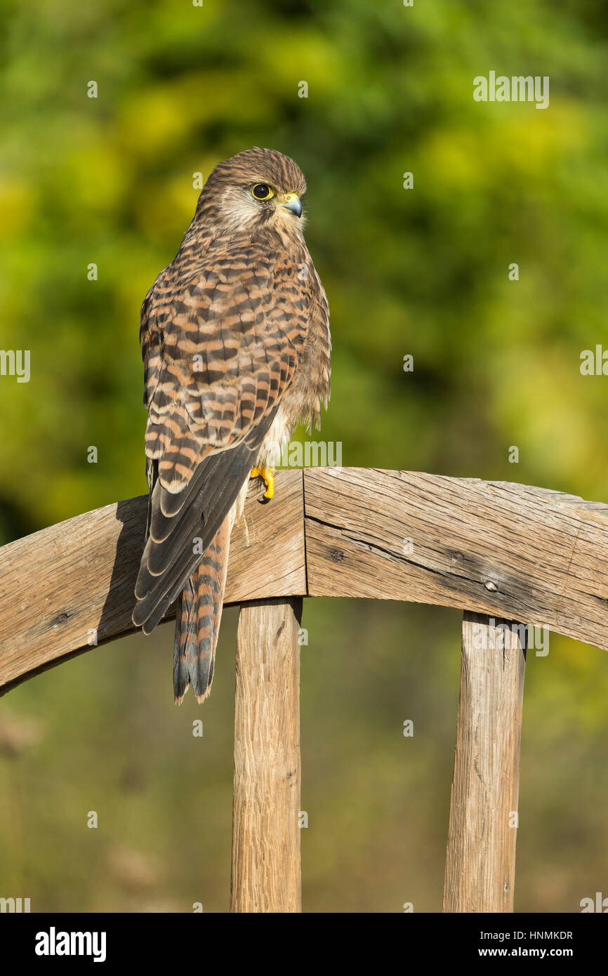 Comune di Gheppio Falco tinnunculus (prigioniero), i capretti sulla ruota di legno, Hawk Conservancy Trust, Hampshire, Regno Unito nel mese di novembre. Foto Stock