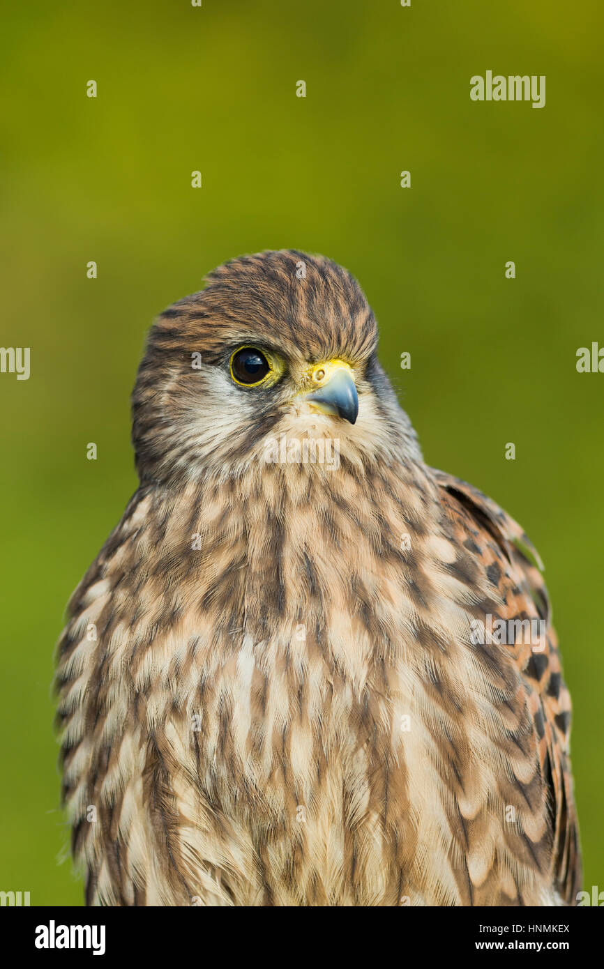 Comune di Gheppio Falco tinnunculus (prigioniero), i capretti con sfondo verde, Hawk Conservancy Trust, Hampshire, Regno Unito nel mese di novembre. Foto Stock
