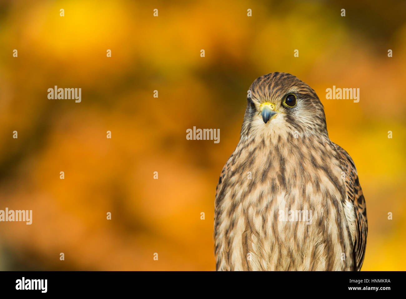 Comune di Gheppio Falco tinnunculus (prigioniero), i capretti con sfondo arancione, Hawk Conservancy Trust, Hampshire, Regno Unito nel mese di novembre. Foto Stock