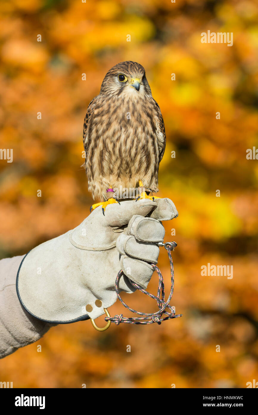 Comune di Gheppio Falco tinnunculus (prigioniero), capretti sul guanto, Hawk Conservancy Trust, Hampshire, Regno Unito nel novembre 2016. Foto Stock
