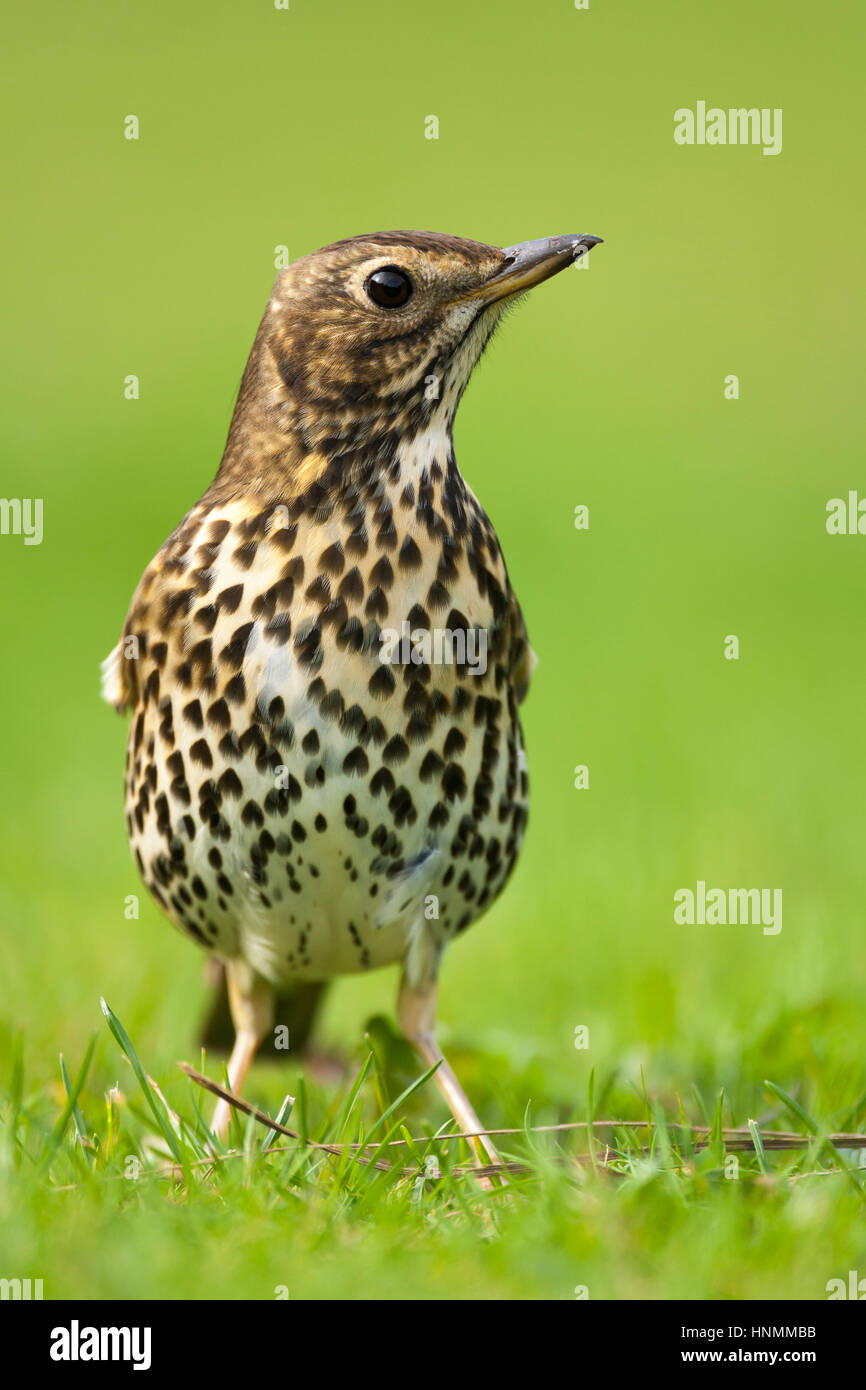 Tordo bottaccio Turdus philomelos, adulto, rovistando sul prato, St. Mary's, isole Scilly, Cornwall, Regno Unito nel mese di ottobre. Foto Stock