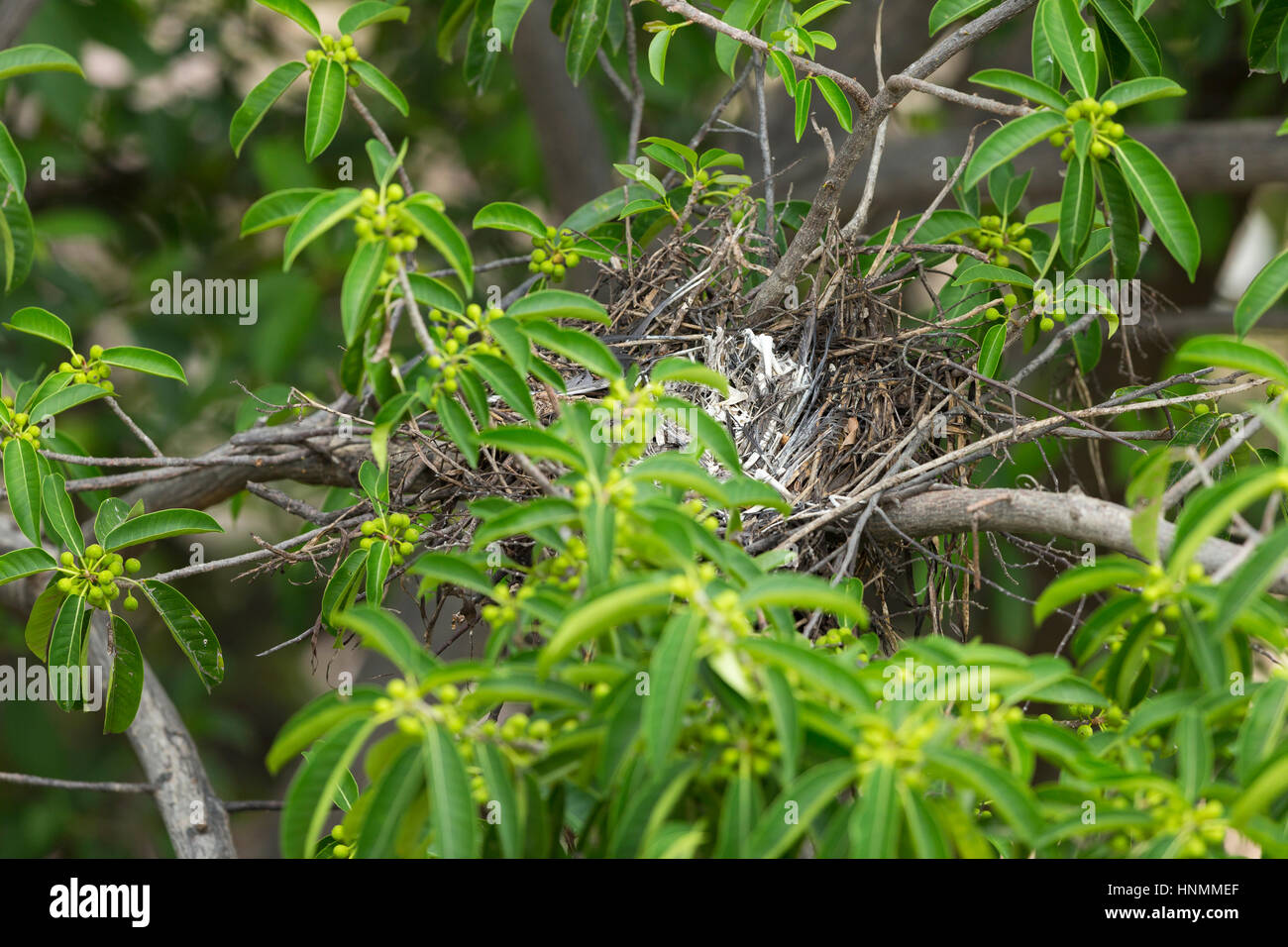 Giallo-incoronato nitticora Nyctanassa violacea, nido in albero canopy con osso rimane, Guayaquil, Ecuador in aprile. Foto Stock