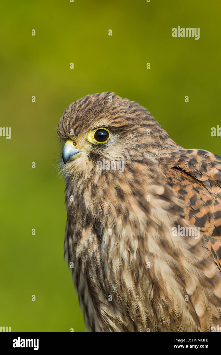 Comune di Gheppio Falco tinnunculus (prigioniero), i capretti con sfondo verde, Hawk Conservancy Trust, Hampshire, Regno Unito nel mese di novembre. Foto Stock