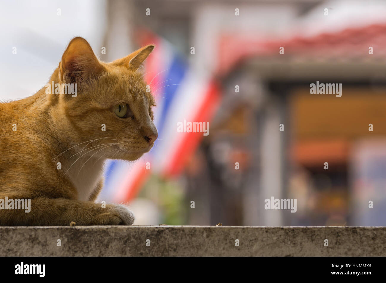 Un ritratto di un gatto con una bandiera tailandese in background. Foto Stock