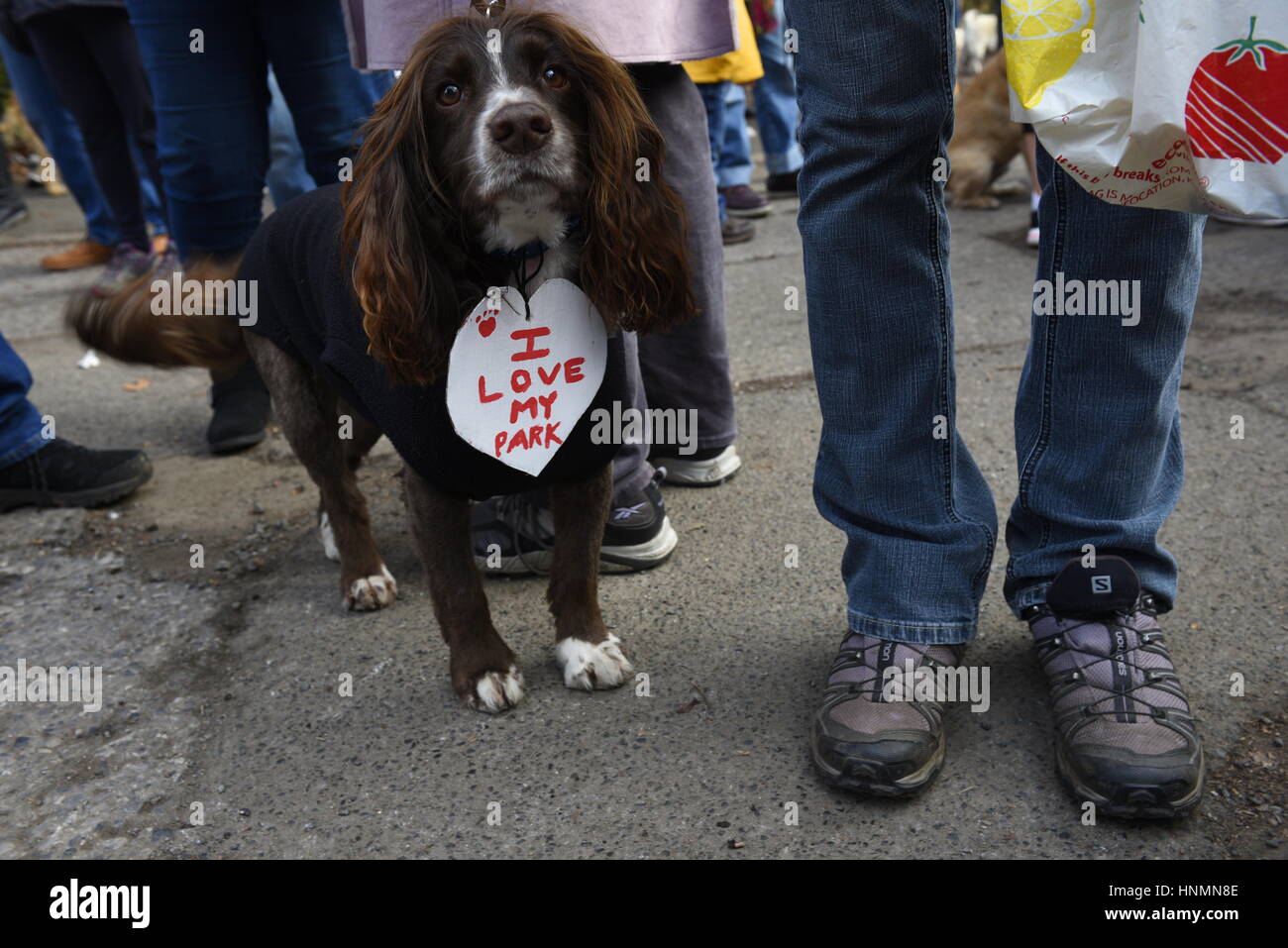 Liverpool, Regno Unito. Xiv Feb. 2017. Il cane con il segno "Io amo il mio parco' segno intorno al suo collo. I manifestanti di dimostrare a Calderstones ingresso Parco contro le proposte di sviluppo di 51 case su 13 acri di terreno sulla terra di Harthill e Calderstones Park e Beechley station wagon. Essa è stata programmata per coincidere con la visita di Liverpool City Council il comitato di pianificazione che comprende funzionari e rappresentanti eletti. Credito: David J Colbran/Alamy Live News Foto Stock