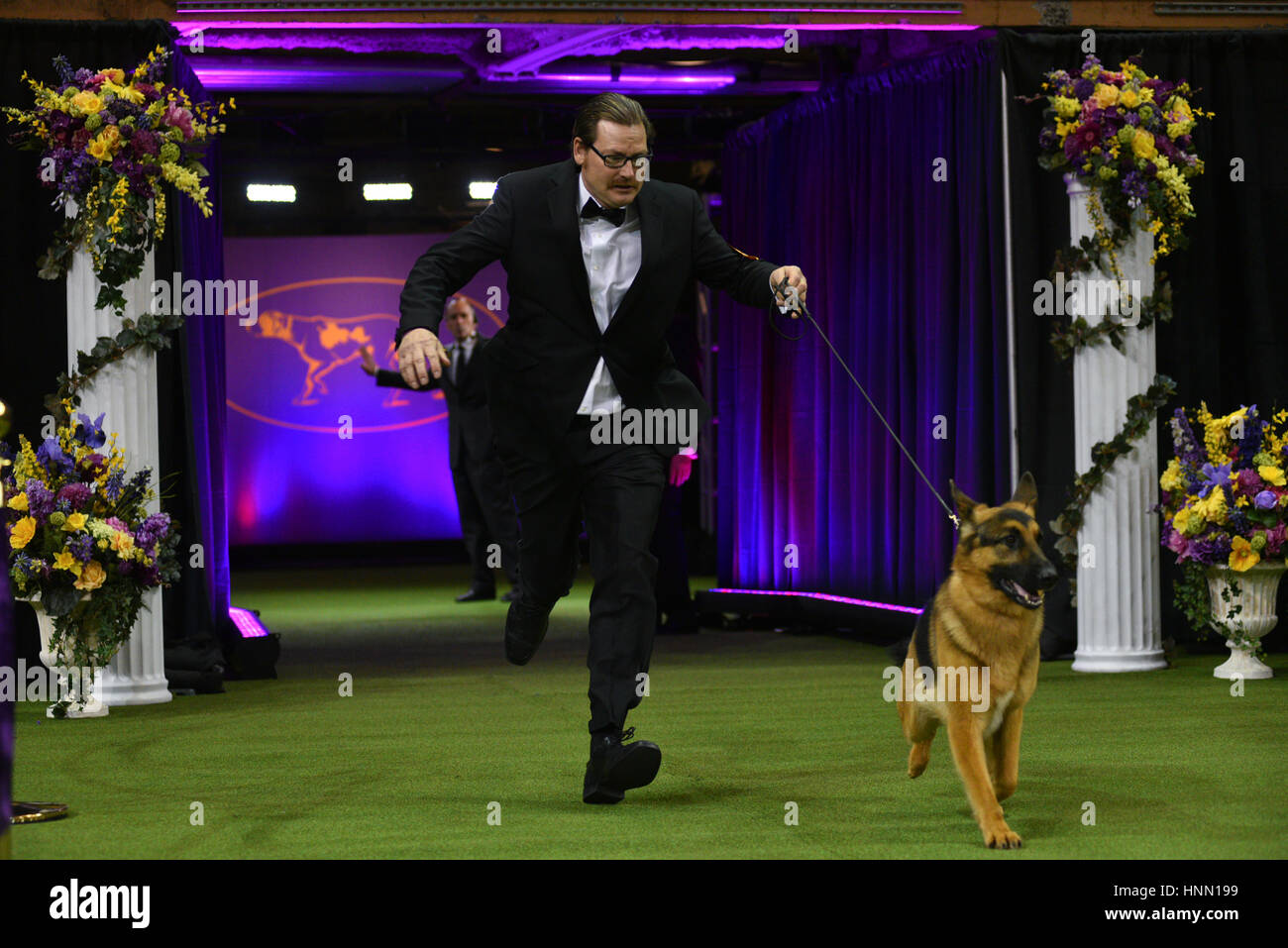 New York, Stati Uniti d'America. Xiv Feb, 2017. Handler Kent Boyles (L) e il suo tedesco Shepard denominato 'Voce' jog durante giudicare prima di essere premiato Best In Show durante la 141Westminster Kennel Club Dog Show al Madison Square Garden di New York, Credito: Erik Pendzich/Alamy Live News Foto Stock