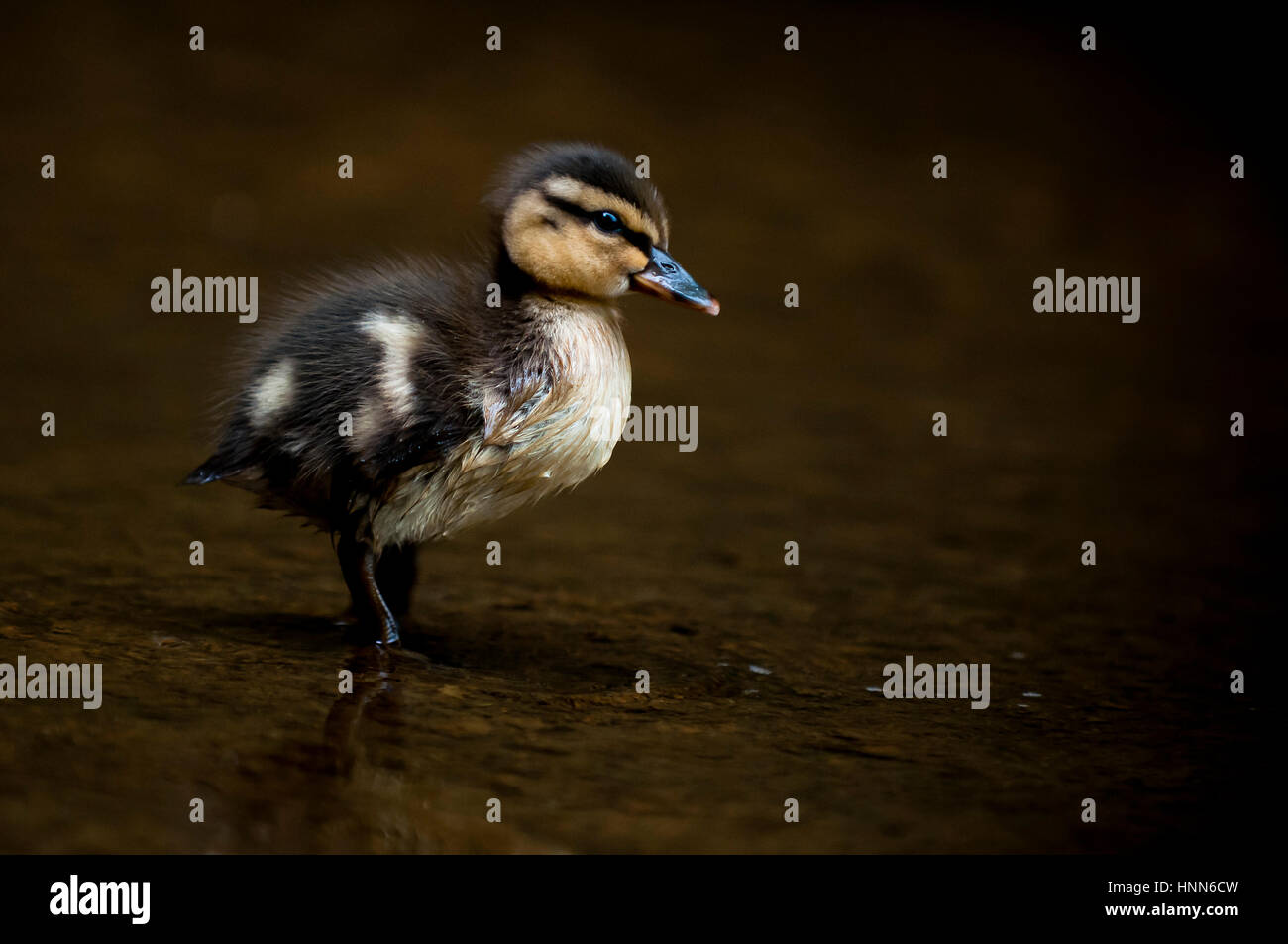 Un bambino Mallard chick si trova in acque poco profonde in morbida luce a sopraggitto. Foto Stock