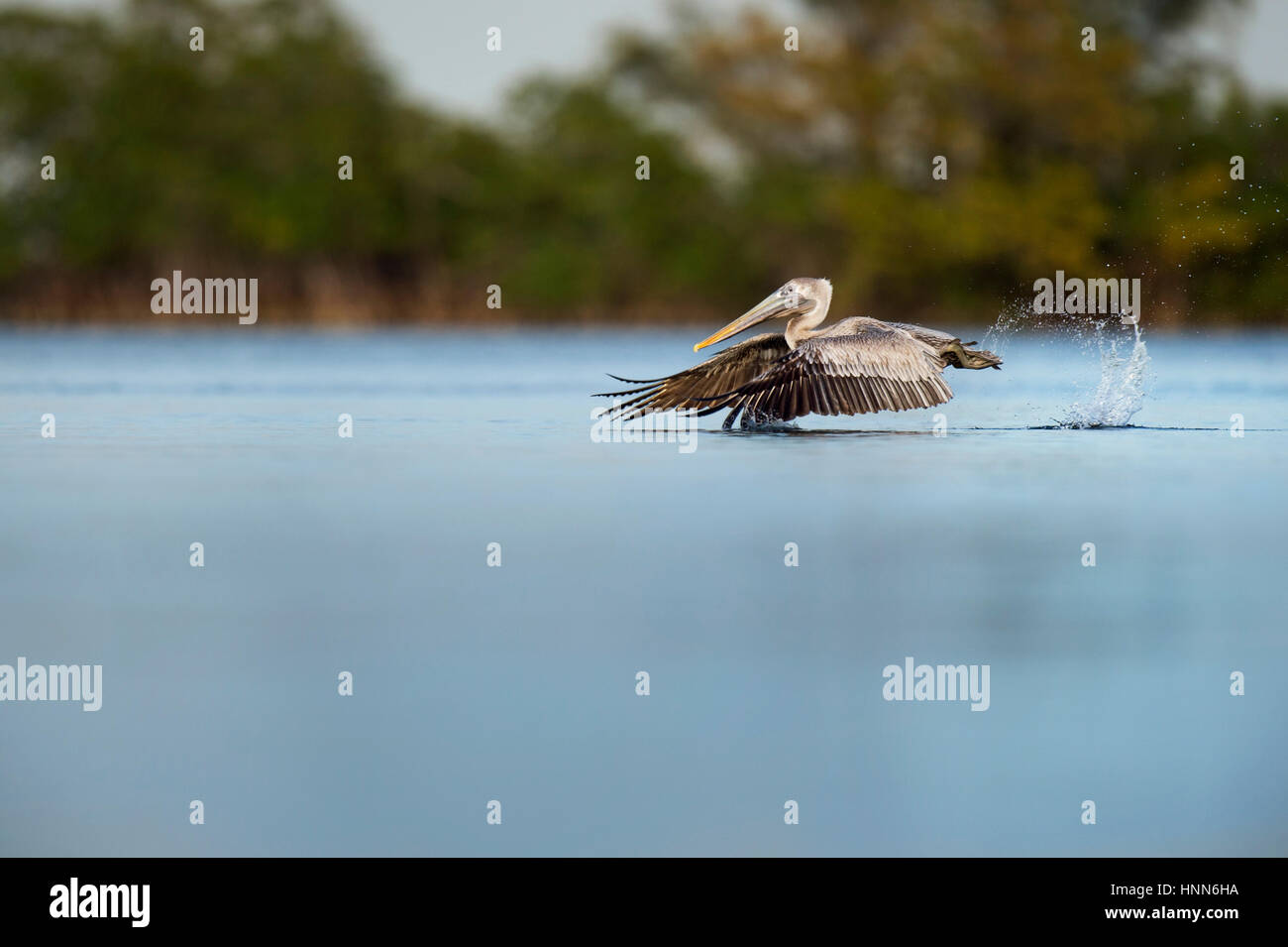 Un bambino Brown Pelican decolla dall'acqua creando una grande splash dietro di esso con i piedi. Foto Stock