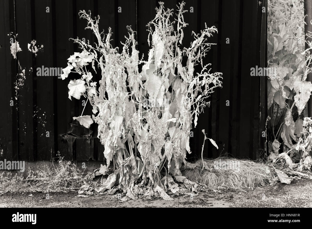 Fotografia in bianco e nero di un impianto di Dock sulla strada alzaia del Trent e Mersey canal a grande Haywood Cannock Chase AONB Area di straordinaria Natura Foto Stock