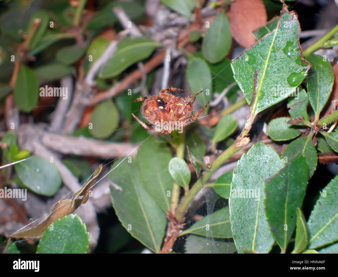 Orb Weaver Spider attraversa un inusuale web. Foto Stock