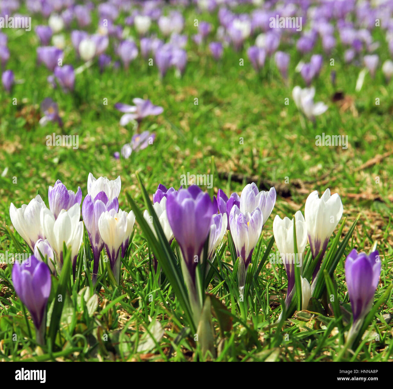 Bianco e viola crocus fiori in primavera. Foto Stock