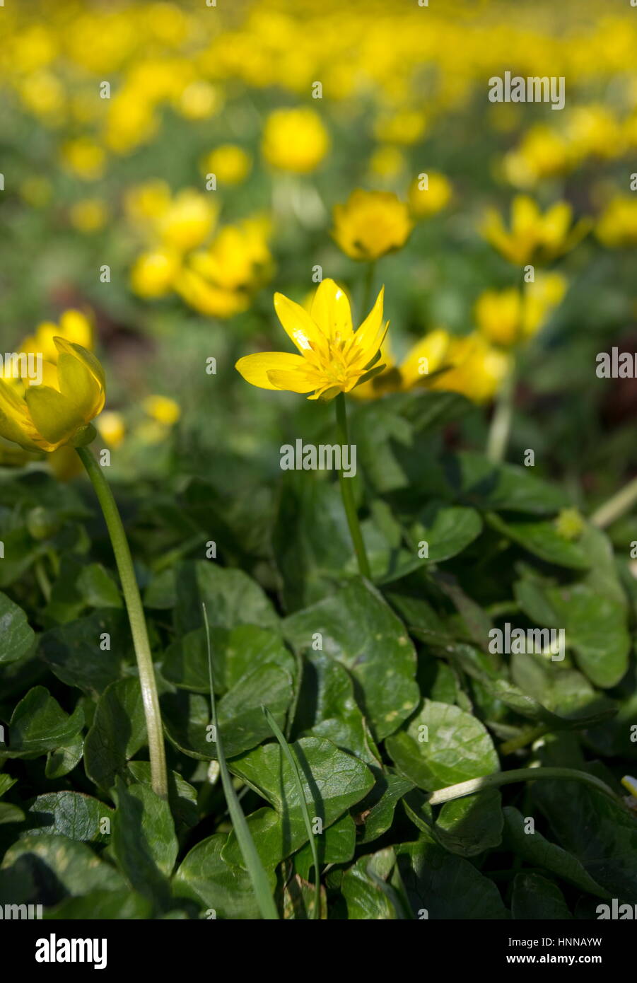 Ranunculus ficaria Lesser celandine Foto Stock