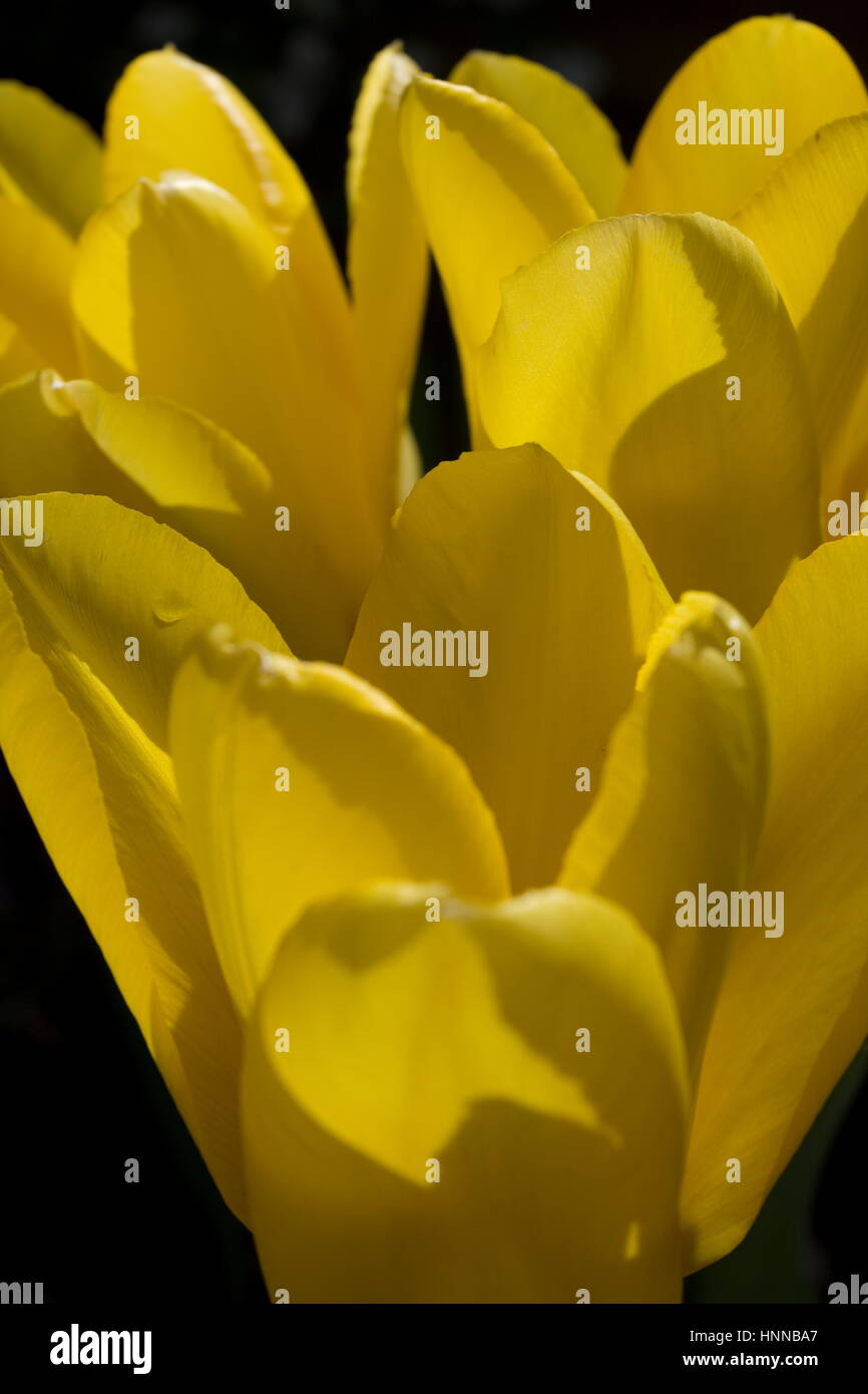 Tulipani gialli Tulip bellona su sfondo nero Foto Stock