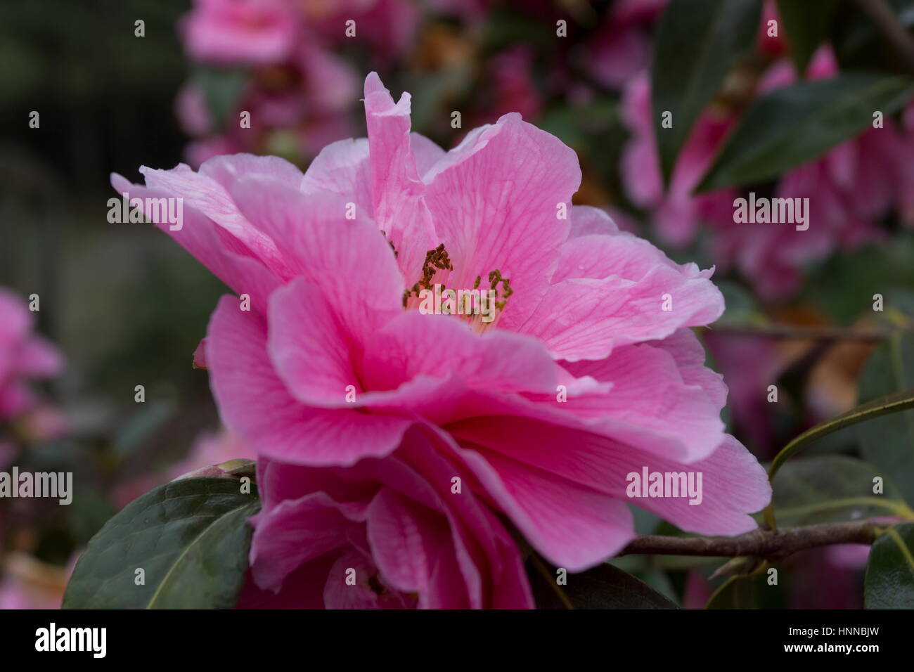 Camellia x williamsii donazione Foto Stock