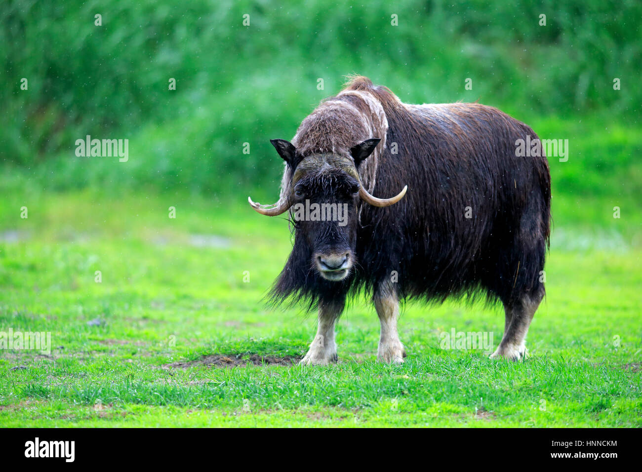 Muskox, (Ovibos moschatus), adulti alla ricerca di cibo, Alaska Wildlife Conversazione, centro di Anchorage in Alaska,, STATI UNITI D'AMERICA,Nordamerica Foto Stock