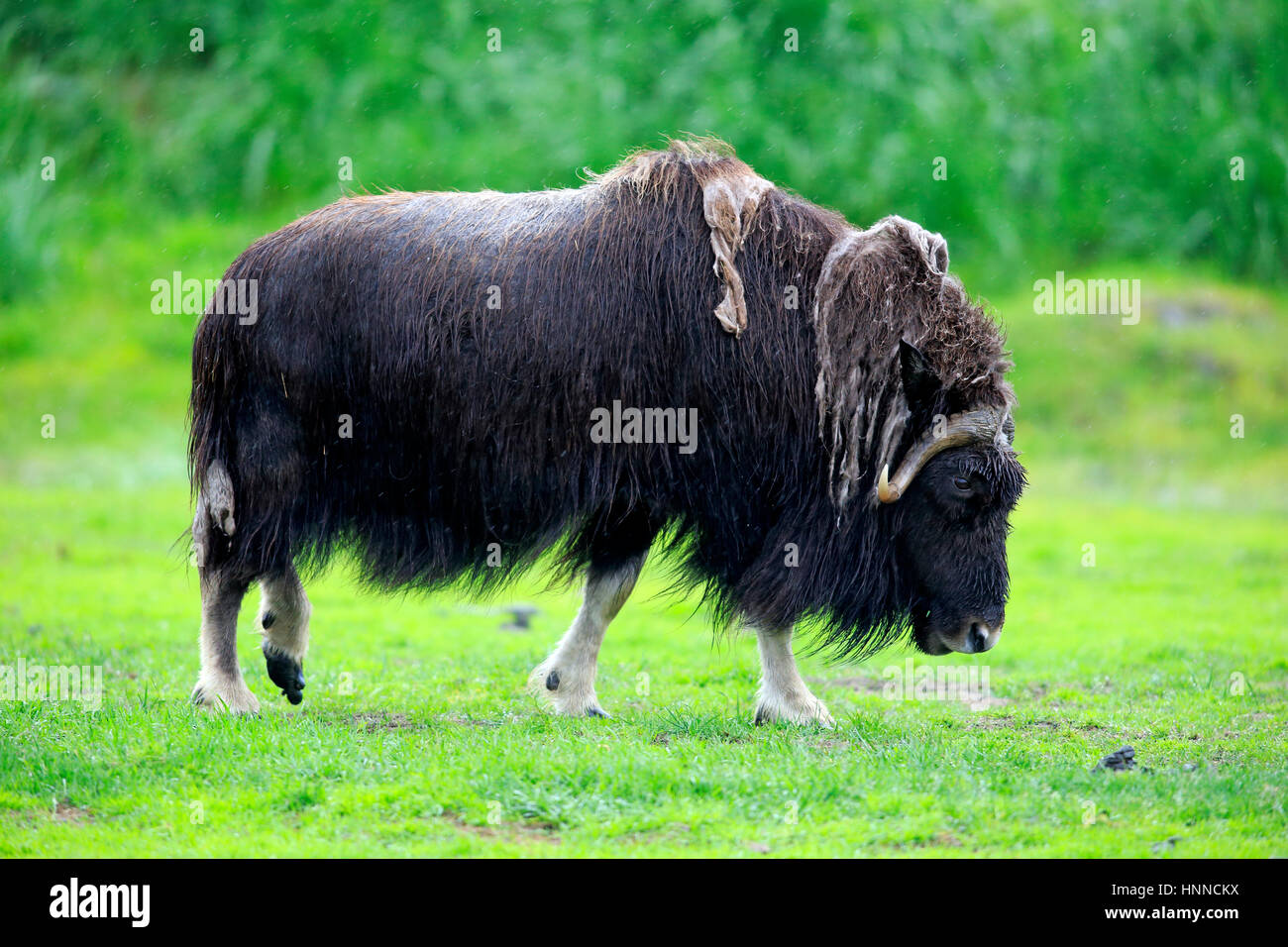 Muskox, (Ovibos moschatus), adulti alla ricerca di cibo, Alaska Wildlife Conversazione, centro di Anchorage in Alaska,, STATI UNITI D'AMERICA,Nordamerica Foto Stock