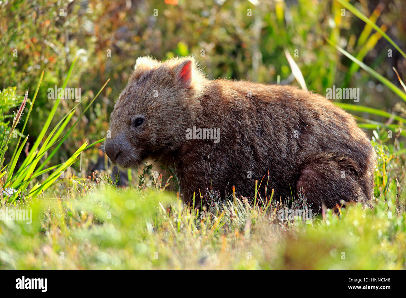 Wombat comune, (Vombatus ursinus), adulti alla ricerca di cibo, Wilson promontorio Nationalpark, Victoria, Austalia Foto Stock