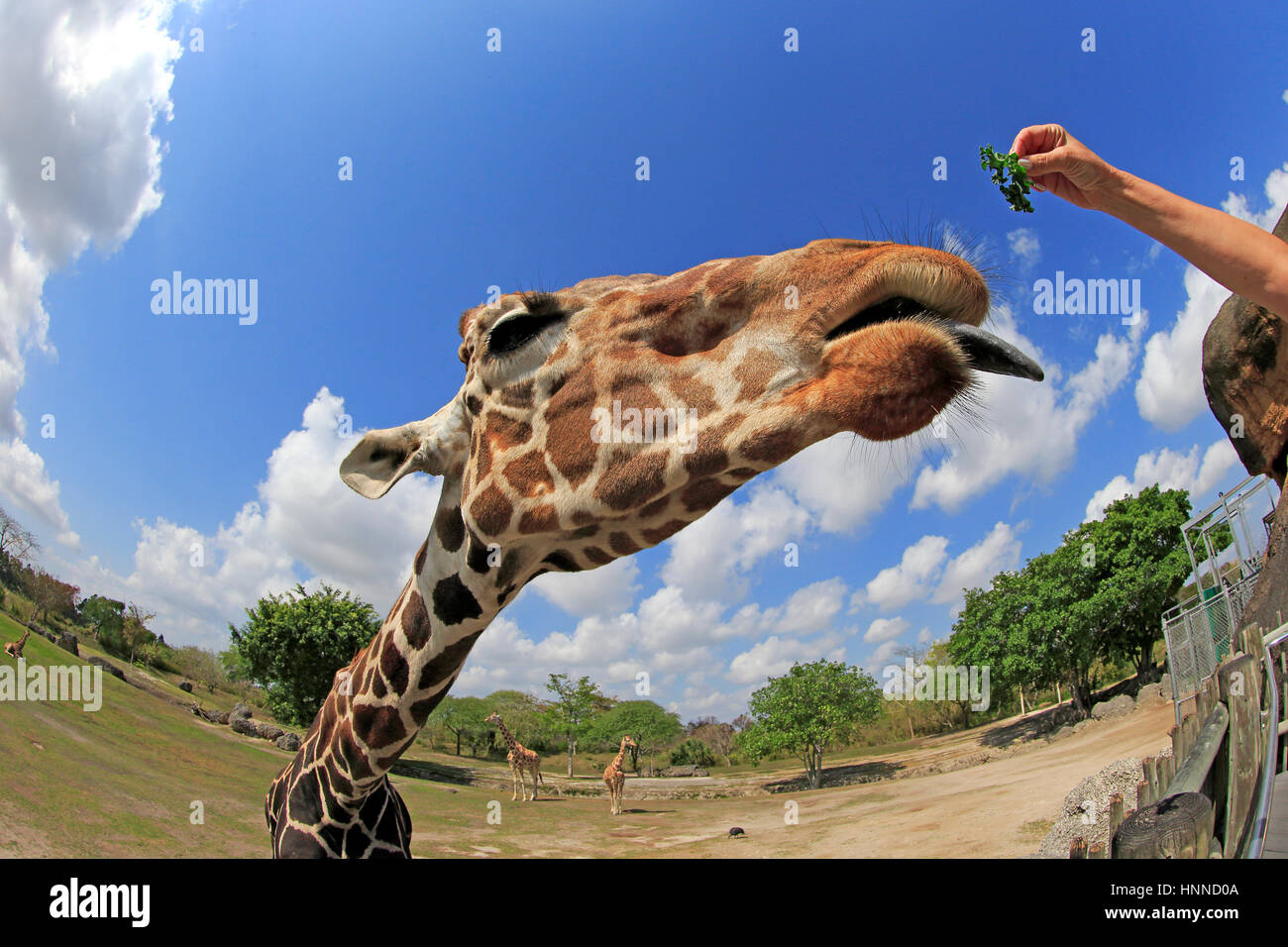 Giraffa reticolata, (Giraffa camelopardalis reticulata), dello Zoo di Miami, Miami, Florida, Stati Uniti d'America, Nord America, adulto alimentazione verticale Foto Stock