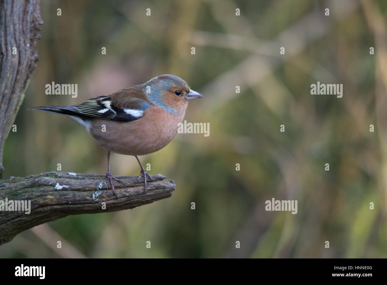 Maschio (fringuello Fringilla coelebs) sul pesce persico Foto Stock