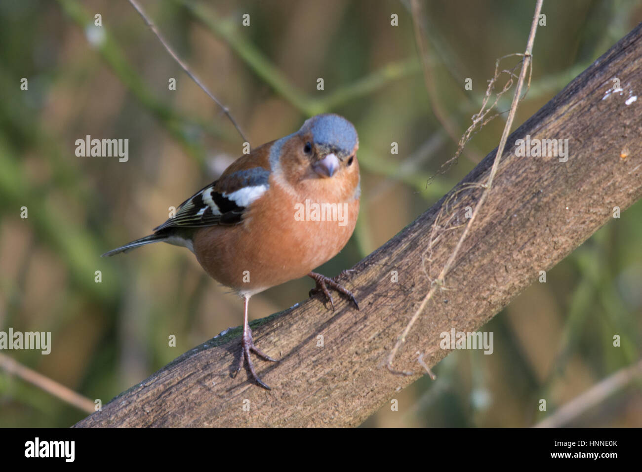 Maschio (fringuello Fringilla coelebs) sul pesce persico Foto Stock