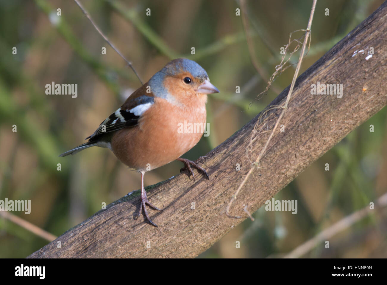 Maschio (fringuello Fringilla coelebs) sul pesce persico Foto Stock