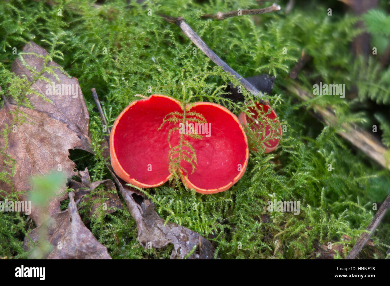 Funghi porcini scarlatto (Sarcoscopypha coccinea), Regno Unito Foto Stock