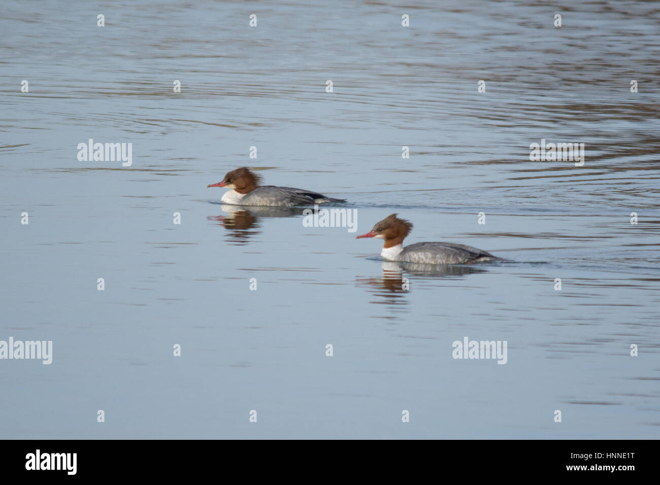 Due femmina goosanders (Mergus merganser) sul lago Foto Stock