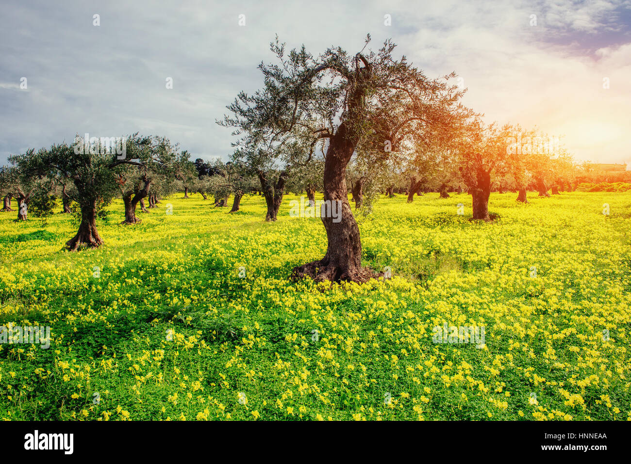 Viste del giardino con il blu del cielo. Clima mediterraneo. Gorgeo Foto Stock
