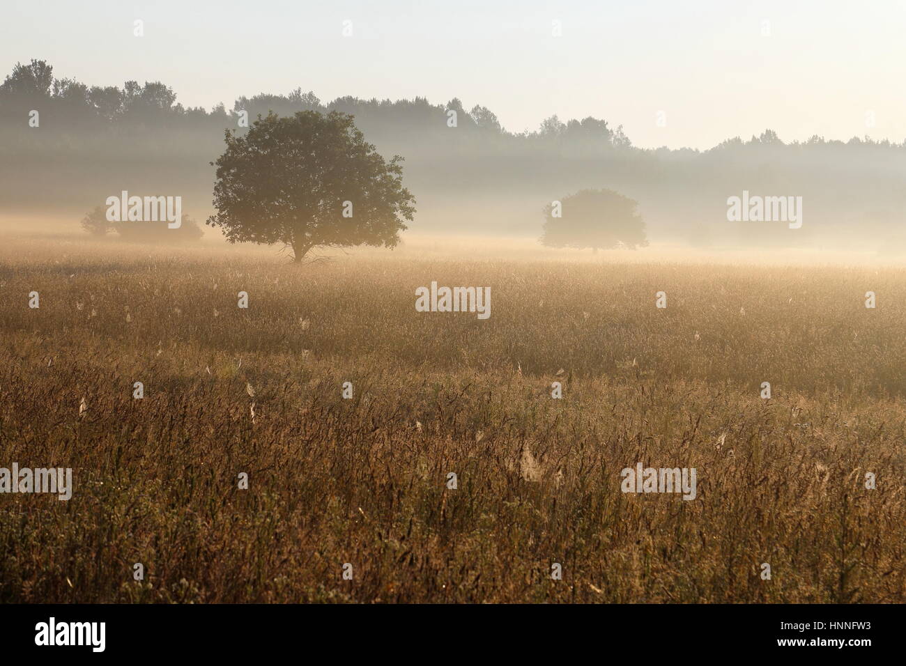 La nebbia tramonto sul prato erboso in bialowieza national park Foto Stock