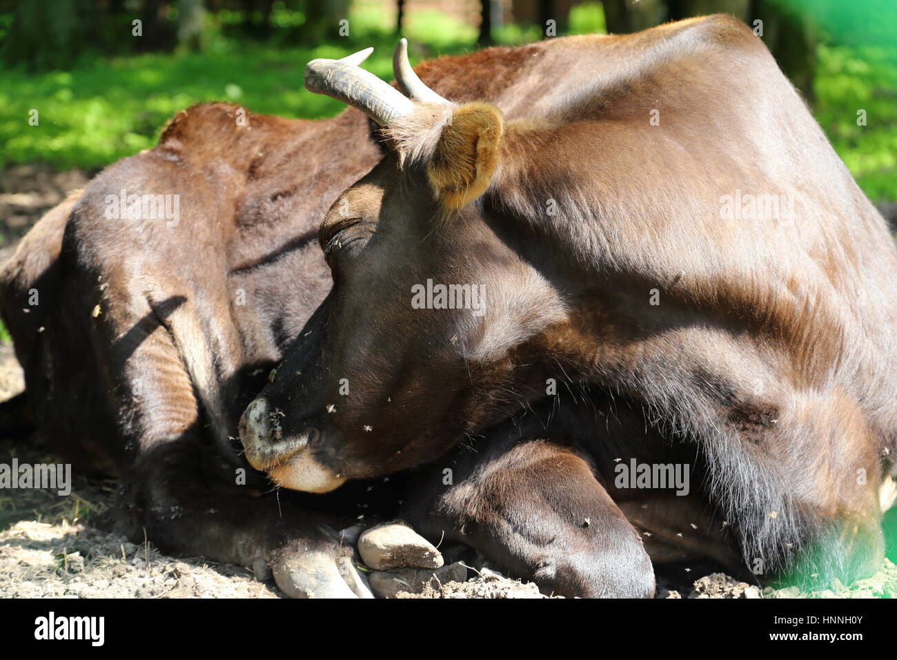 Zubron - un ibrido di bovini domestici e wisent in Bialowieza National Park Foto Stock